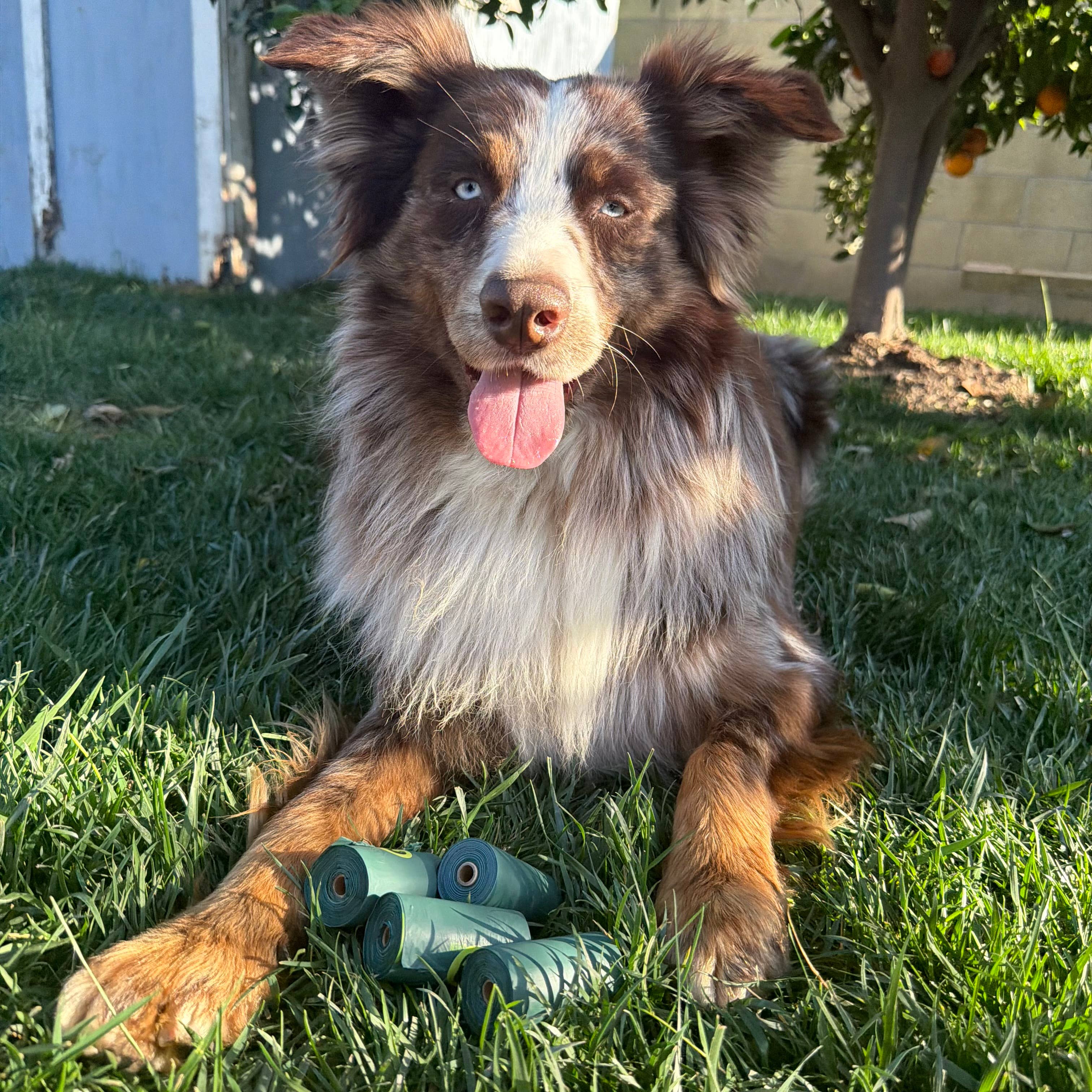 Dog lying in grass next to rolls of Greener Bark compostable poop bags