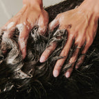 Lathering Soothe Gentle Dog Shampoo into a dog's coat