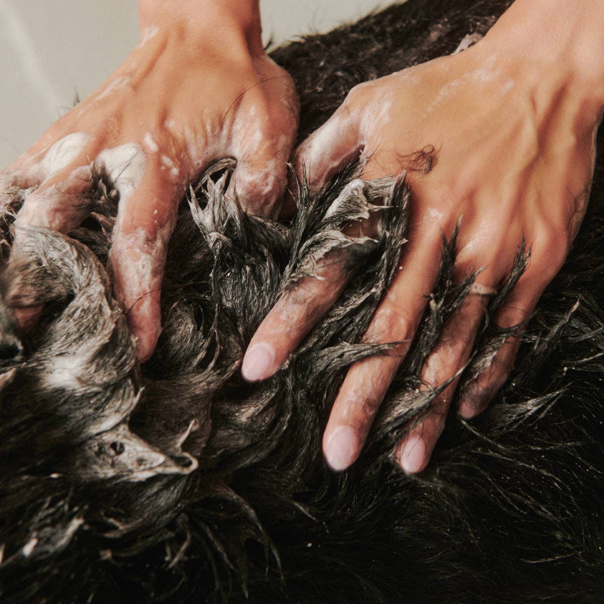 Lathering Soothe Gentle Dog Shampoo into a dog's coat