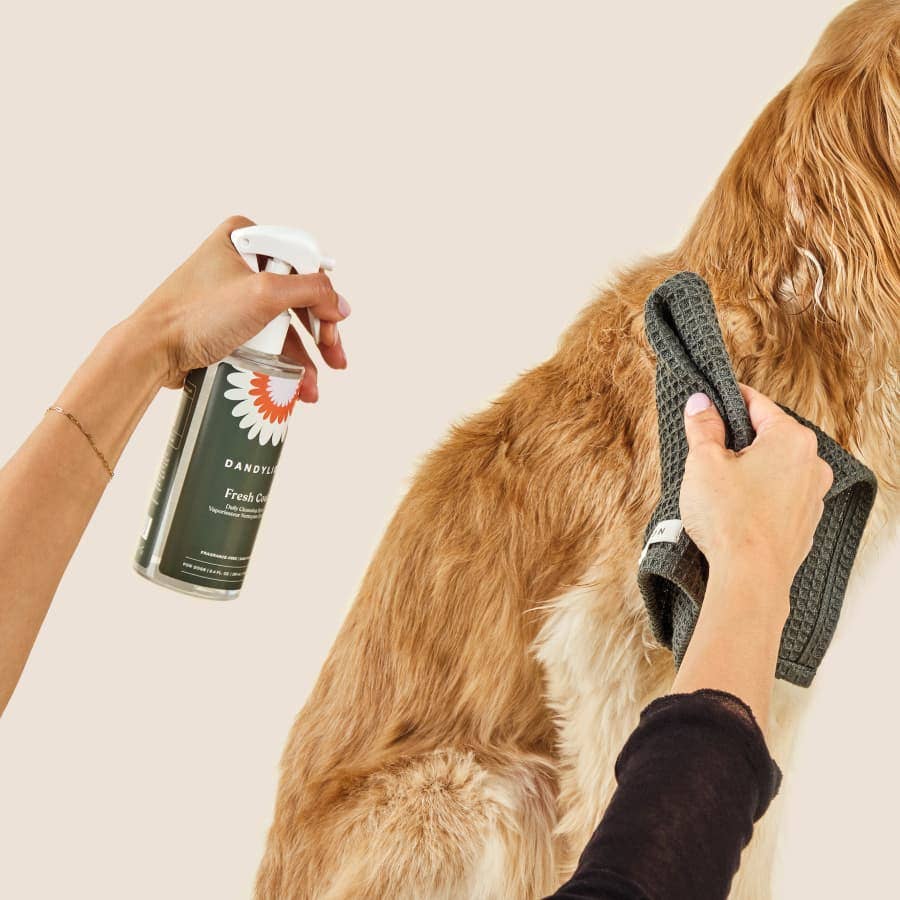Using the Dandylion Paw Towel to wipe down a dog's coat alongside Fresh Coat Daily Cleansing Spray