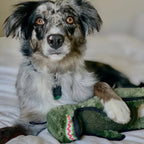 Dino T-Rex Dog Toy - Tough Chew Toy with Hidden Tennis Ball