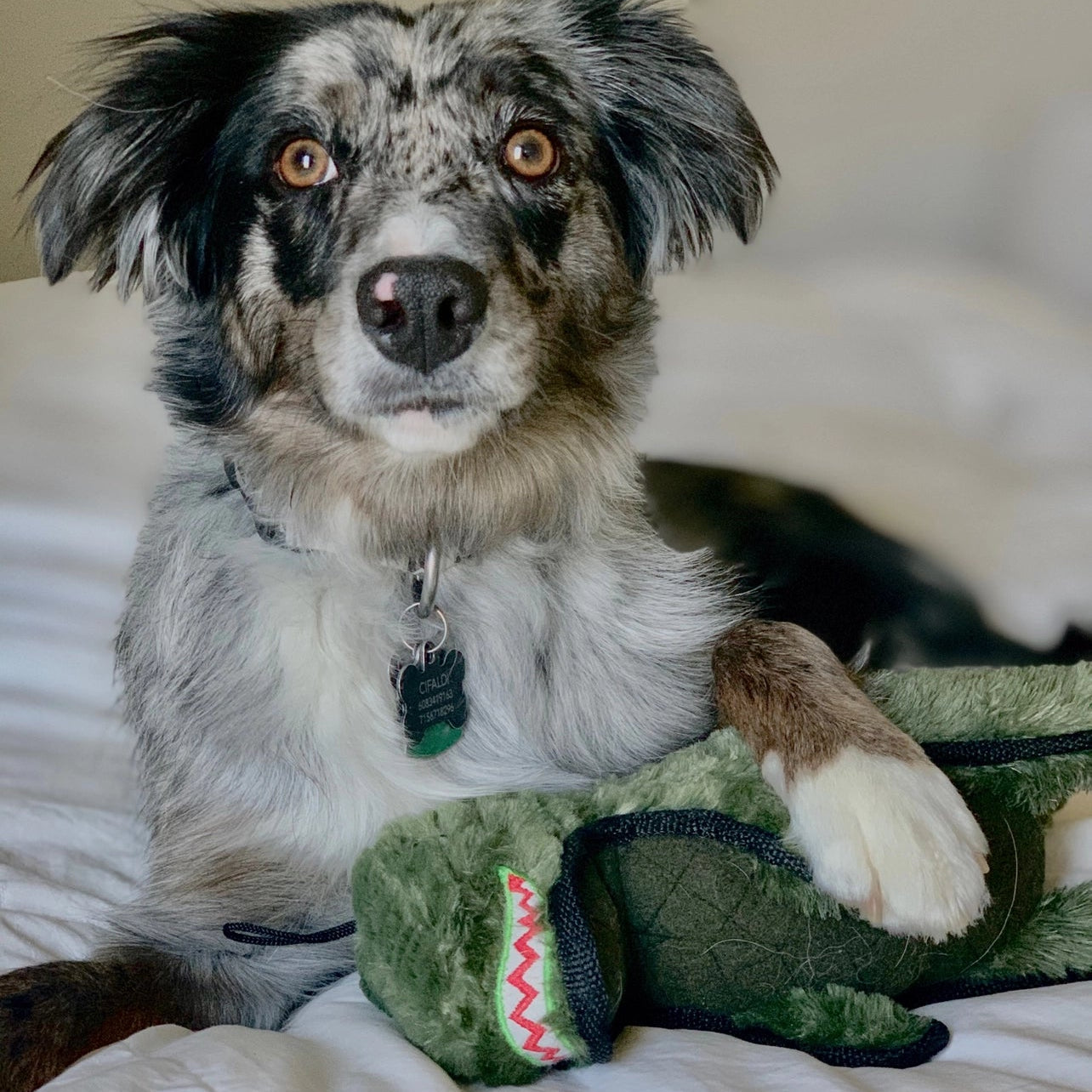 Dino T-Rex Dog Toy - Tough Chew Toy with Hidden Tennis Ball