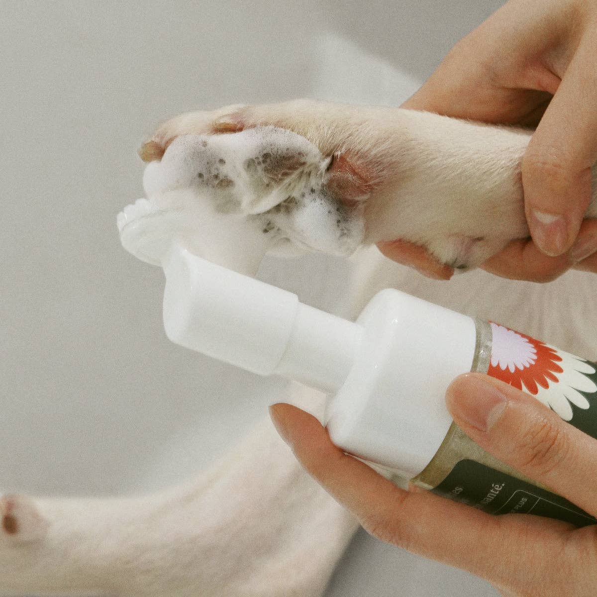 Cleaning a dog's paw with Clean Paws No-Rinse Foaming Cleanser foam